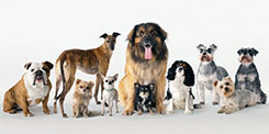 Thumbnail Image 1